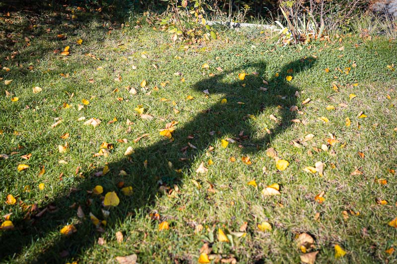 Quando l'ombra racconta più di te: sfida del bagno ghiacciato o passeggiata autunnale? Un'ombra di una persona con le braccia alzate su un prato verde con foglie autunnali gialle sparse.