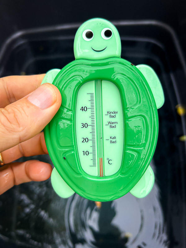 Se la tartaruga dice che fa freddo – meglio crederle! Un termometro da bagno a forma di tartaruga verde è tenuto in mano. Il termometro segna poco sopra lo 0 gradi Celsius, con le categorie „Kinder Bad“, „Warm Bad“ e „Kalt Bad“ sulla scala. Lo sfondo mostra un contenitore d’acqua.