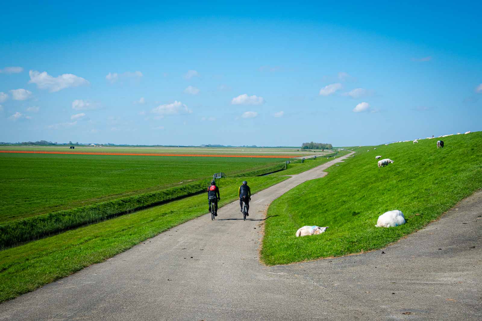 Ciclisti in gara nei Paesi Bassi Due ciclisti di spalle che percorrono un argine con le pecore e partecipano alla gara di ultra-ciclismo Race around the Netherlands