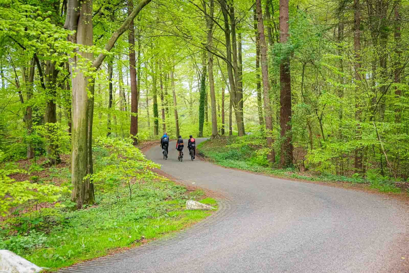 Tre ciclisti su una strada forestale Tre ciclisti che pedalano fianco a fianco su una strada nella foresta